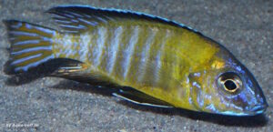 Aulonocara stuartgranti 'Usisya'