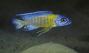 Aulonocara stuartgranti 'Wikihi'
