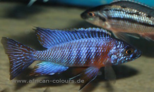 Aulonocara stuartgranti 'Chiloelo'