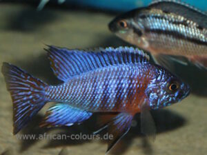 Aulonocara stuartgranti 'Chiloelo'
