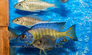 Aulonocara stuartgranti 'Chiwindi'