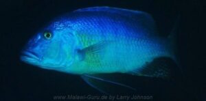 Buccochromis heterotaenia 'Luwala Reef'