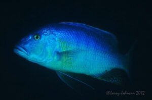 Buccochromis heterotaenia 'Luwala Reef'