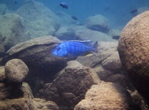 Buccochromis heterotaenia 'Ndomo Point'