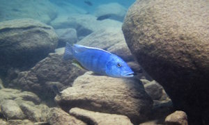 Buccochromis heterotaenia