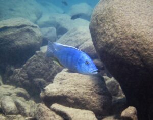 Buccochromis heterotaenia 'Ndomo Point'