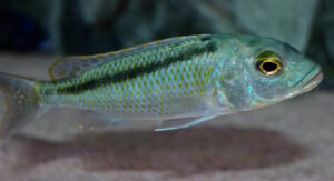 Buccochromis lepturus 'Kambiri'