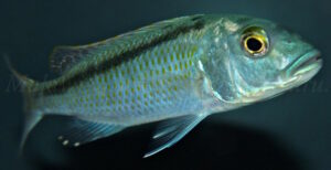 Buccochromis lepturus 'Kambiri'
