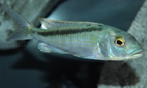 Buccochromis lepturus
