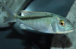 Buccochromis lepturus 'Kambiri'