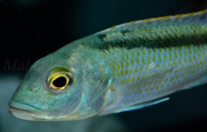 Buccochromis lepturus 'Kambiri'