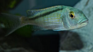 Buccochromis lepturus
