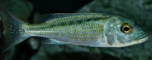 Buccochromis lepturus 'Kambiri'
