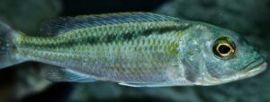 Buccochromis lepturus