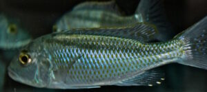 Buccochromis lepturus 'Kambiri'