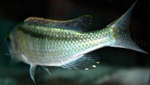 Buccochromis lepturus 'Kambiri'