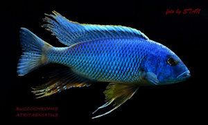 Buccochromis nototaenia