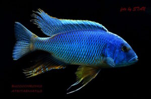 Buccochromis nototaenia 'Mdoka'