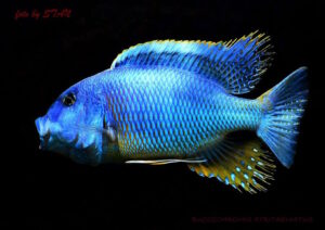 Buccochromis nototaenia 'Mdoka'