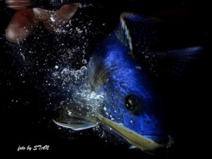 Buccochromis nototaenia 'Mdoka'