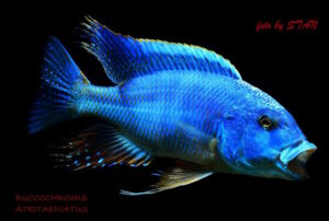 Buccochromis nototaenia 'Mdoka'