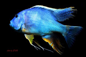 Buccochromis nototaenia 'Mdoka'