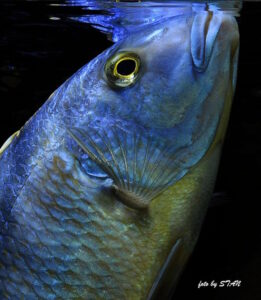 Buccochromis nototaenia 'Mdoka'