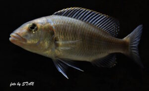 Buccochromis nototaenia 'Mdoka'