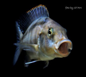 Buccochromis nototaenia 'Mdoka'