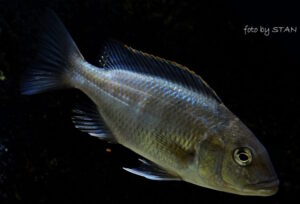 Buccochromis nototaenia 'Mdoka'