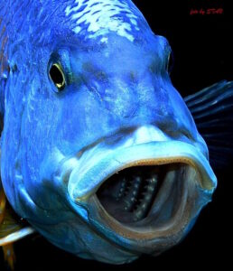 Buccochromis nototaenia 'Mdoka'