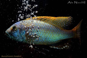 Buccochromis rhoadesii 'Otter Point'