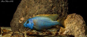 Buccochromis rhoadesii - Galerie Buccochromis rhoadesii 'Otter Point'