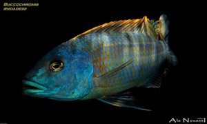 Buccochromis rhoadesii
