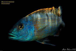 Buccochromis rhoadesii 'Otter Point'