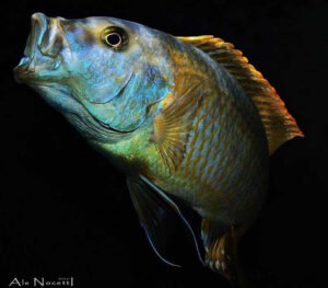 Buccochromis rhoadesii