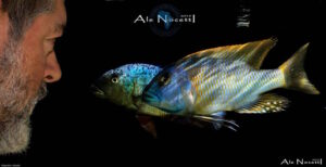 Buccochromis rhoadesii 'Otter Point'