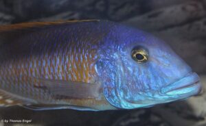 Buccochromis rhoadesii 'Otter Point'