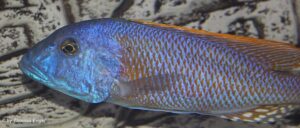 Buccochromis rhoadesii 'Otter Point'