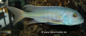 Buccochromis rhoadesii 'Otter Point'