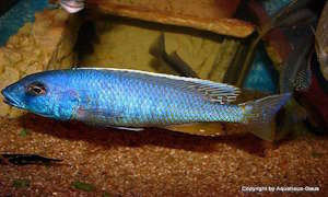 Buccochromis spectabilis