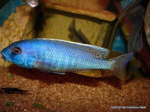 Buccochromis spectabilis 'Itungi''Itungi' Buccochromis spectabilis