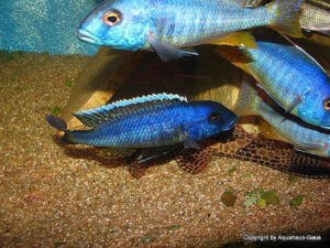 Buccochromis spectabilis 'Itungi'