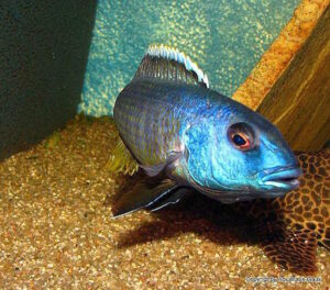 Buccochromis spectabilis 'Itungi''Itungi' Buccochromis spectabilis 'Itungi'