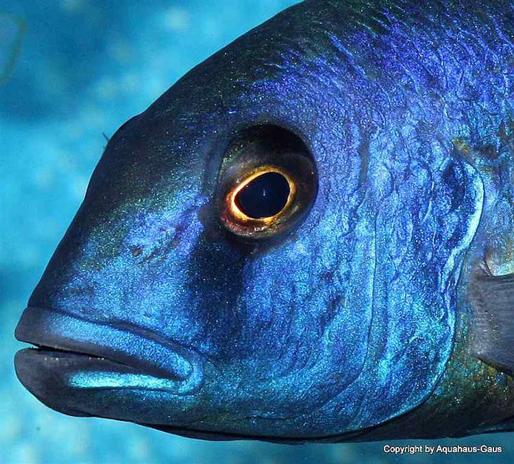 Buccochromis spectabilis 'Itungi''Itungi' Buccochromis spectabilis 'Itungi'