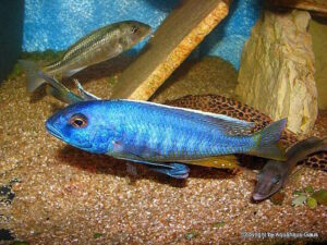 Buccochromis spectabilis 'Itungi''Itungi' Buccochromis spectabilis 'Itungi'