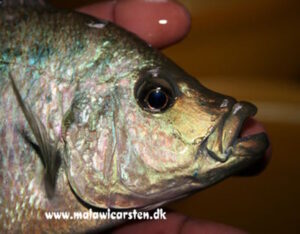Caprichromis liemi 'Boadzulu Island'