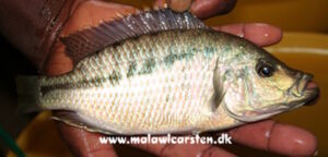 Caprichromis liemi 'Boadzulu Island'