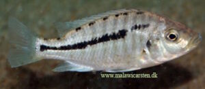 Caprichromis liemi 'Boadzulu Island'