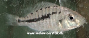 Caprichromis liemi 'Boadzulu Island'